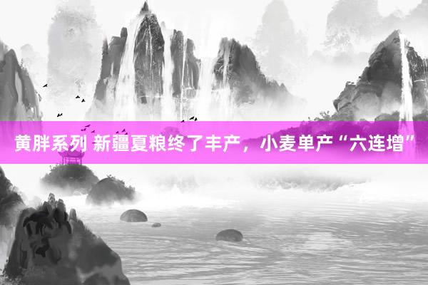 黄胖系列 新疆夏粮终了丰产，小麦单产“六连增”